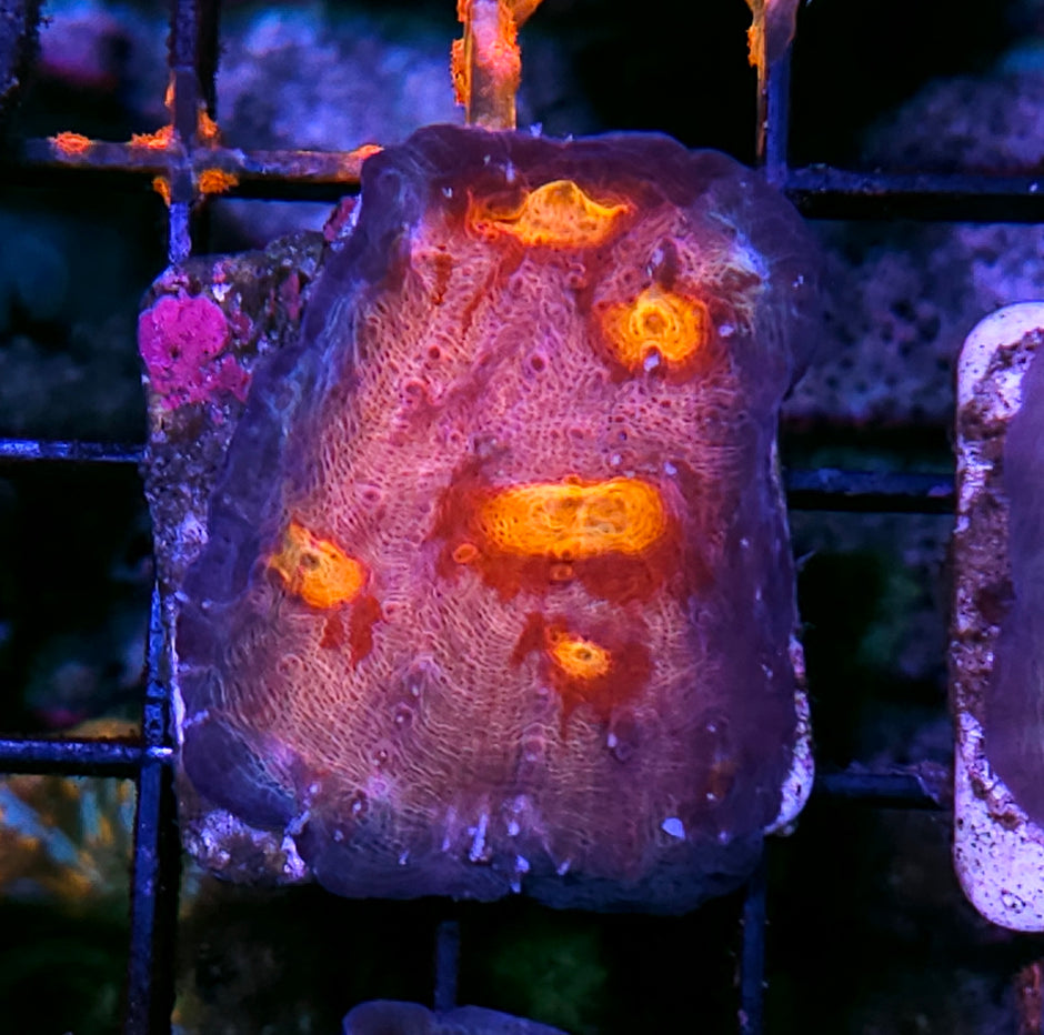 DR Biohazard Chalice Colony
