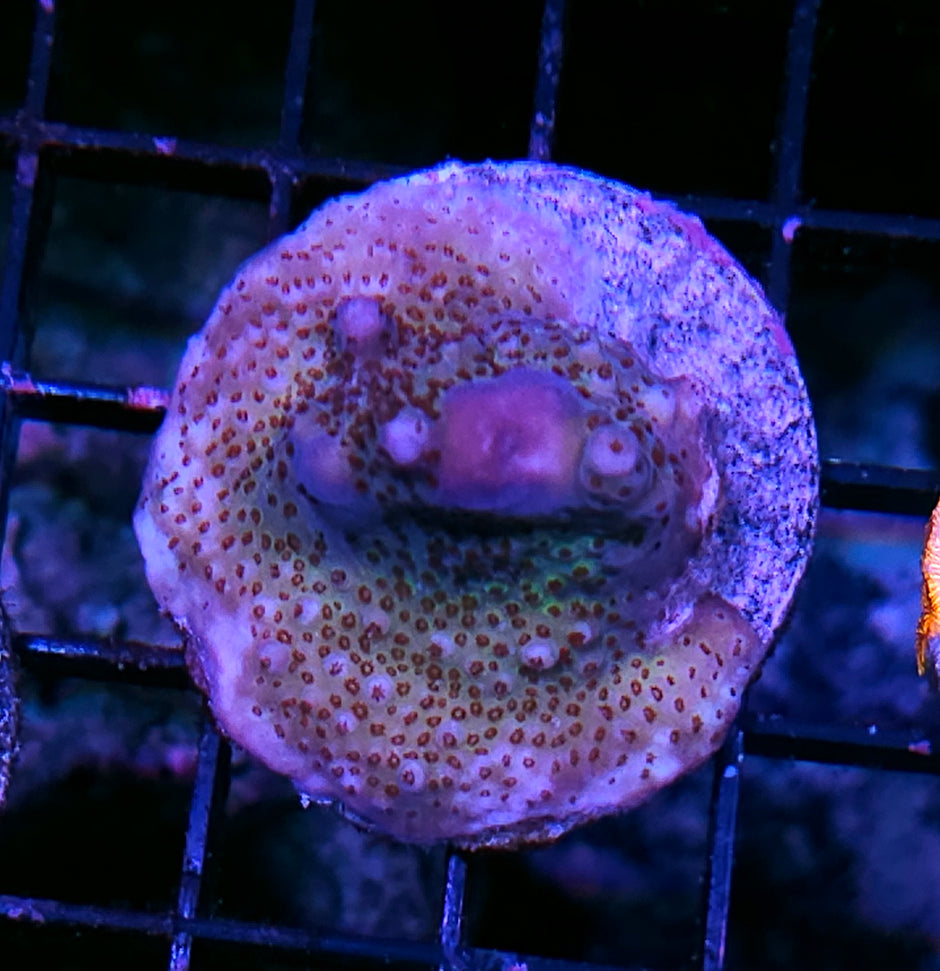 Rainbow Haze Acropora
