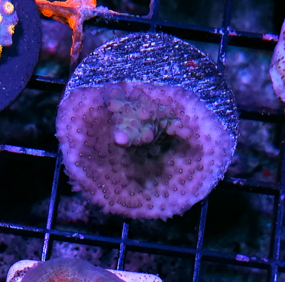 Weird Acropora