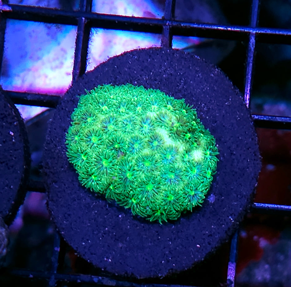 Livewire Leptastrea