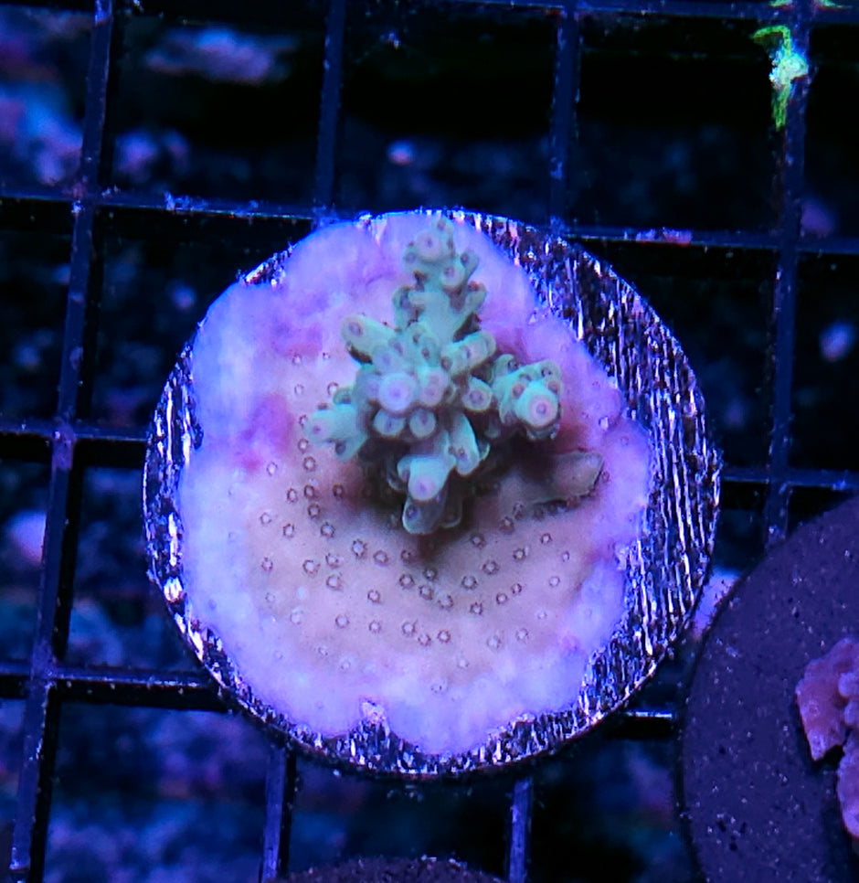 Fairytale Acropora