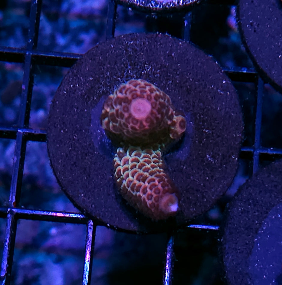 Rainbow Vortex Acropora