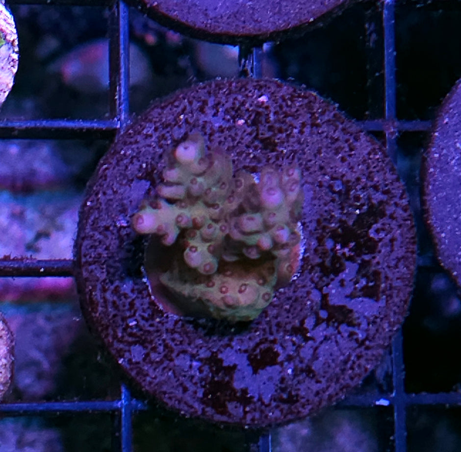 Olive Beast Acropora