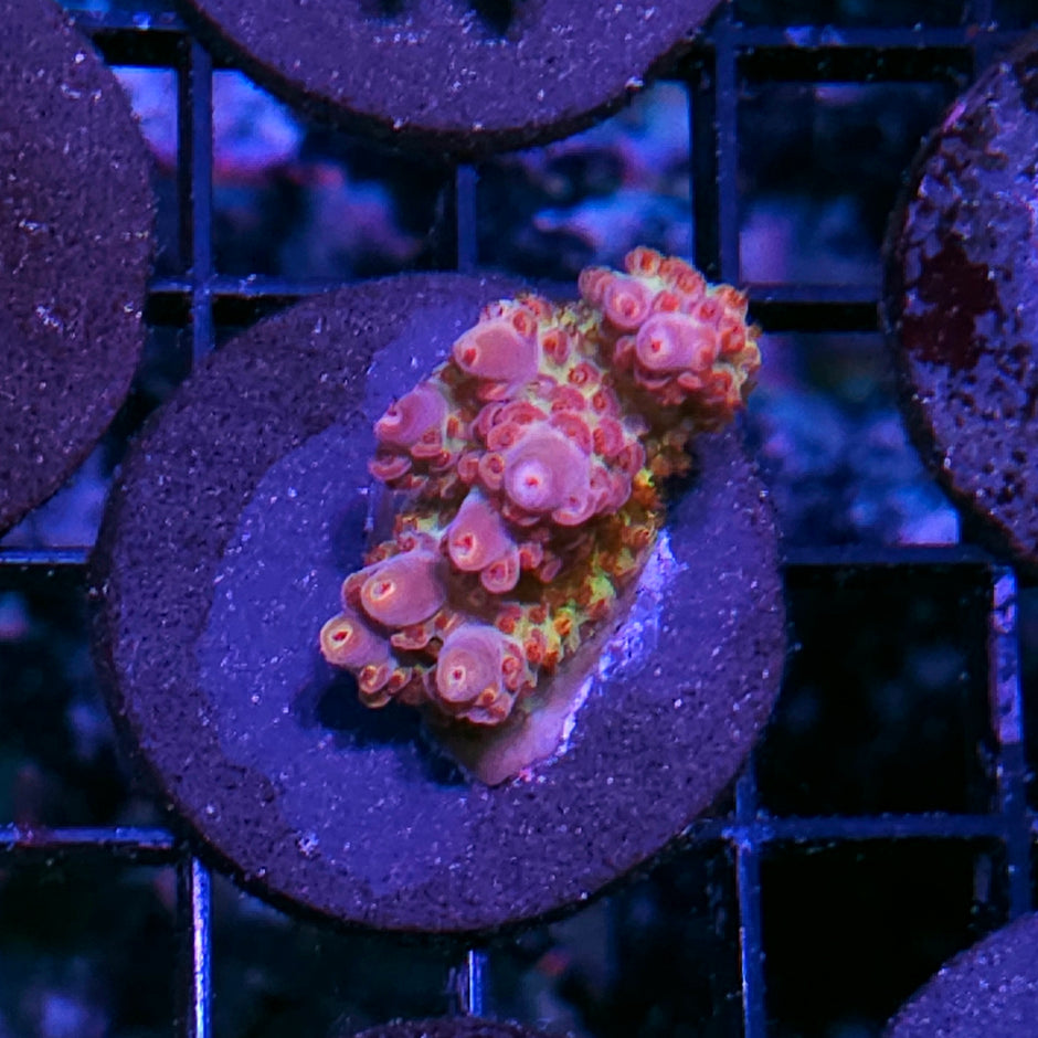 RT Forbidden Fruits Acropora