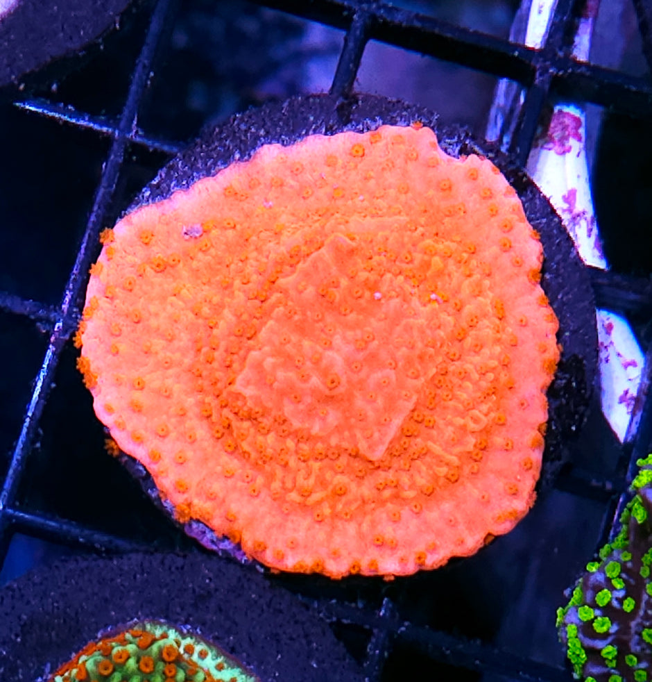 Flame Red Montipora