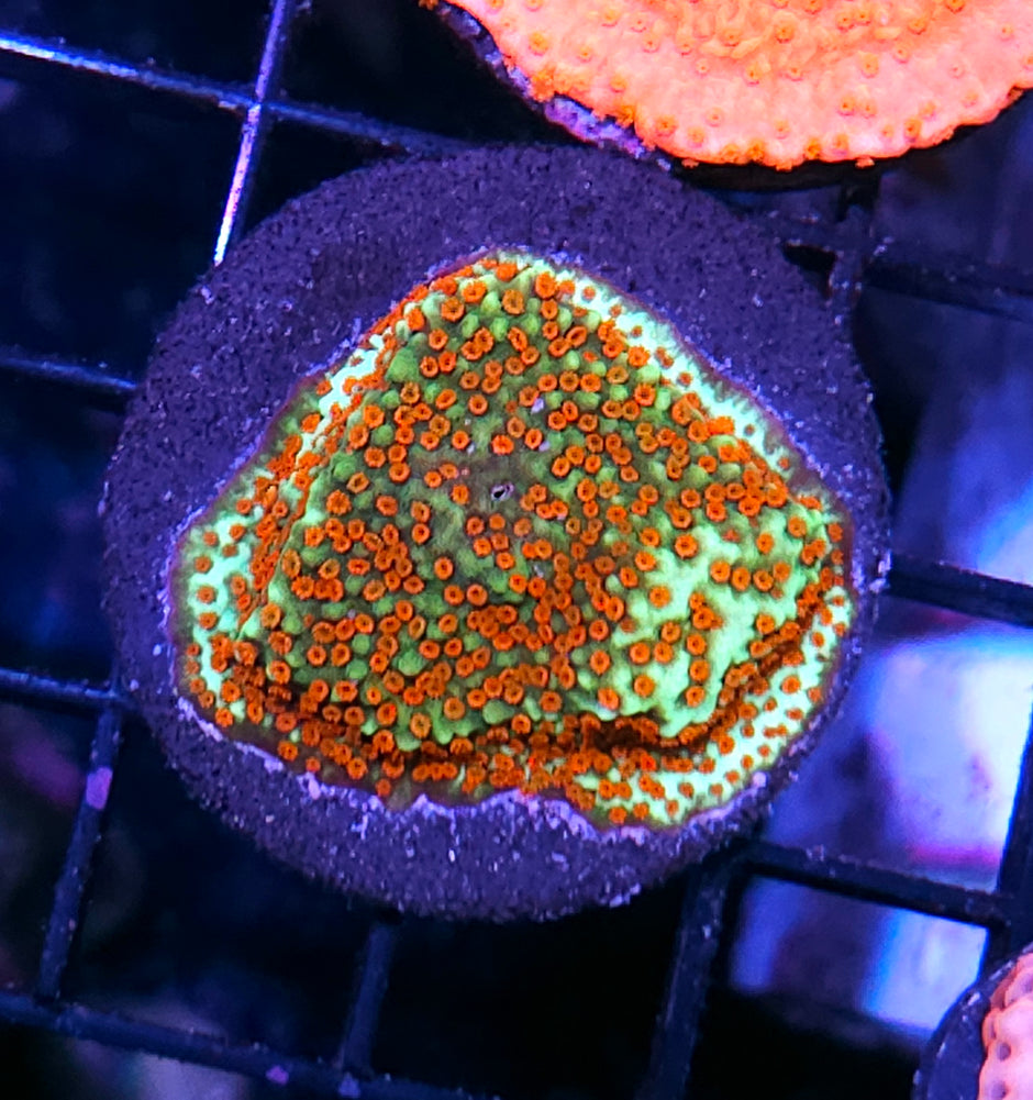 Cindy Lou Who Montipora
