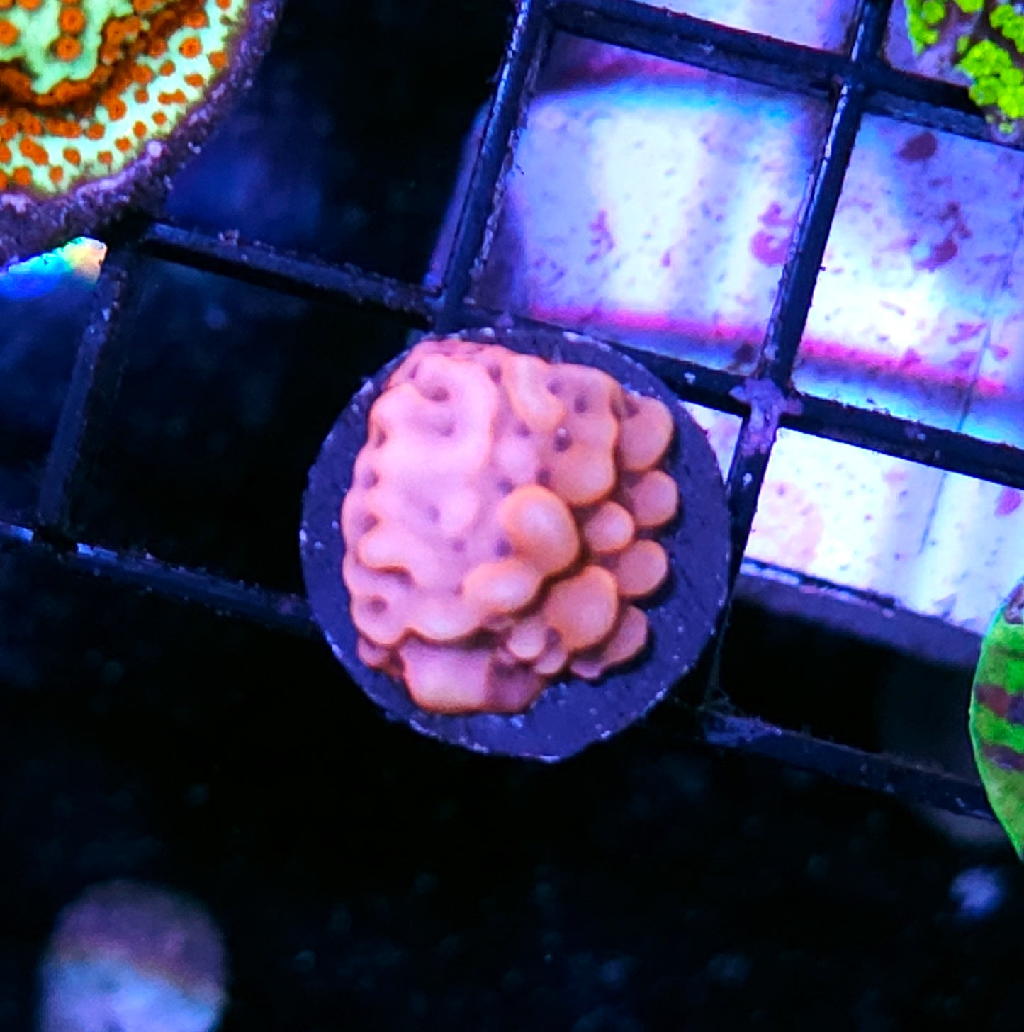 Beach Party Montipora