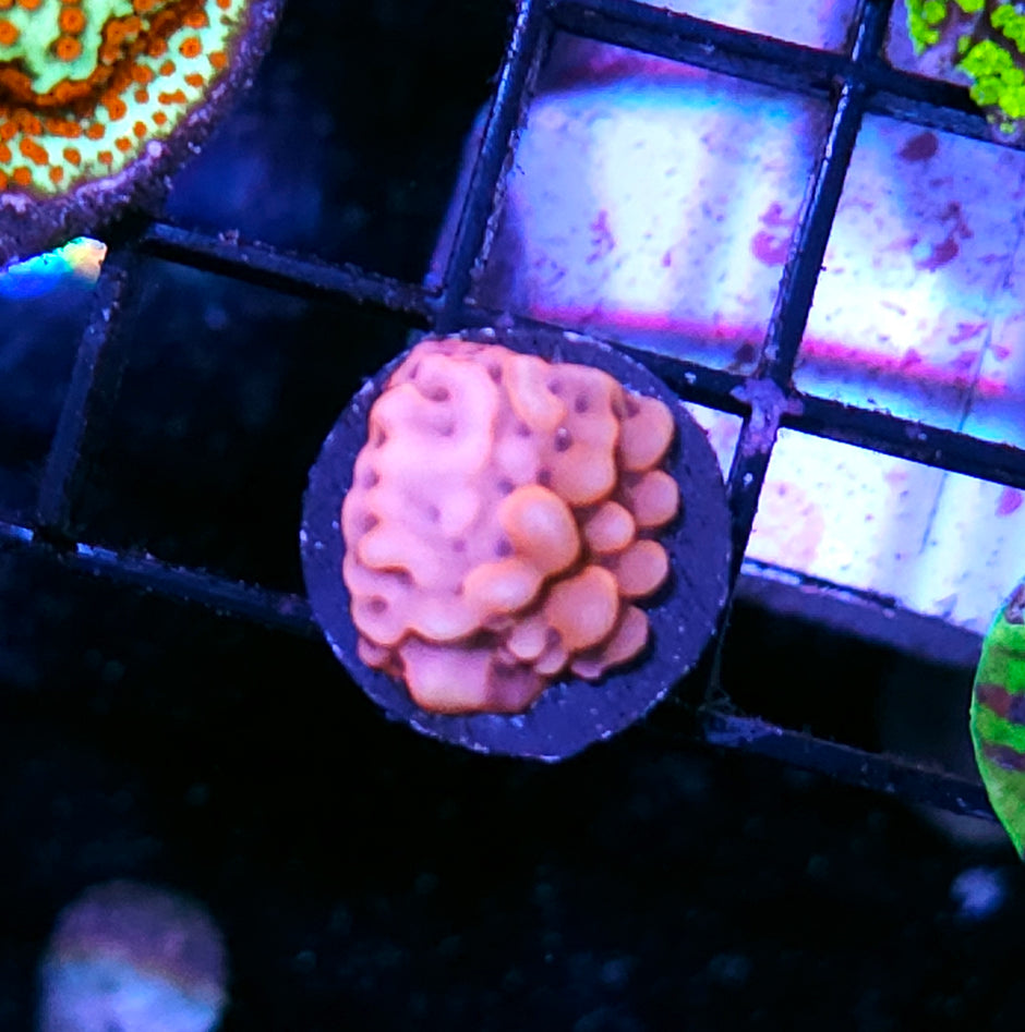 Beach Party Montipora