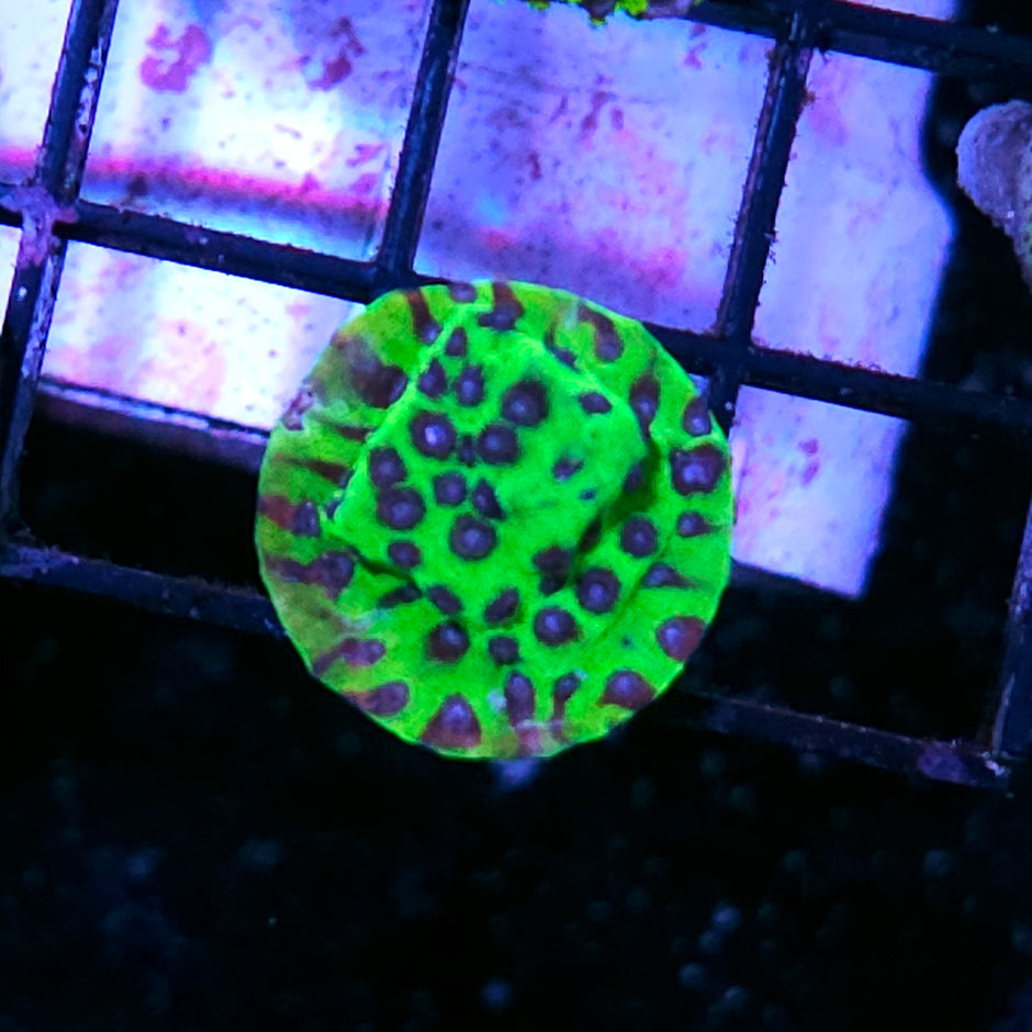 PPE Cyphastrea