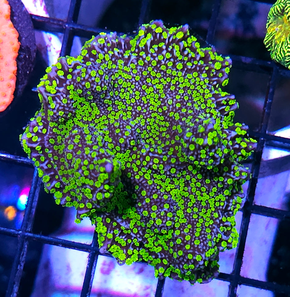 DR Lightning Bugs Montipora Colony