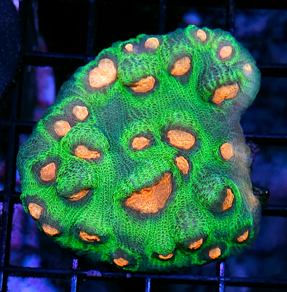 Frog Eye Chalice Colony