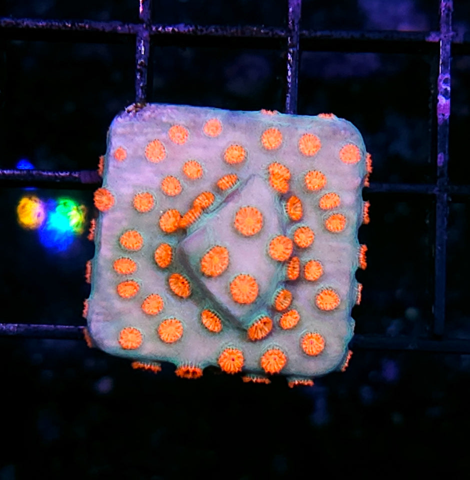 Ghost Fires Cyphastrea