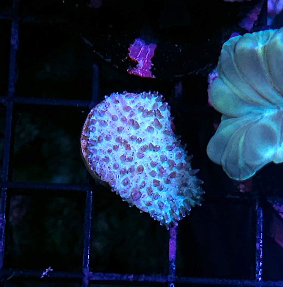 Wintermint Lithophyllon