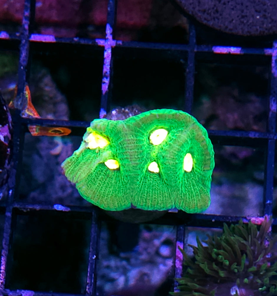 Green Giant Goniastrea