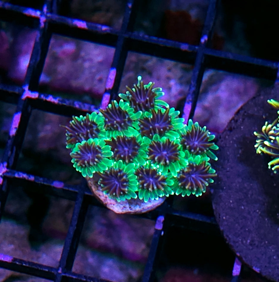 Mean Green Galaxia