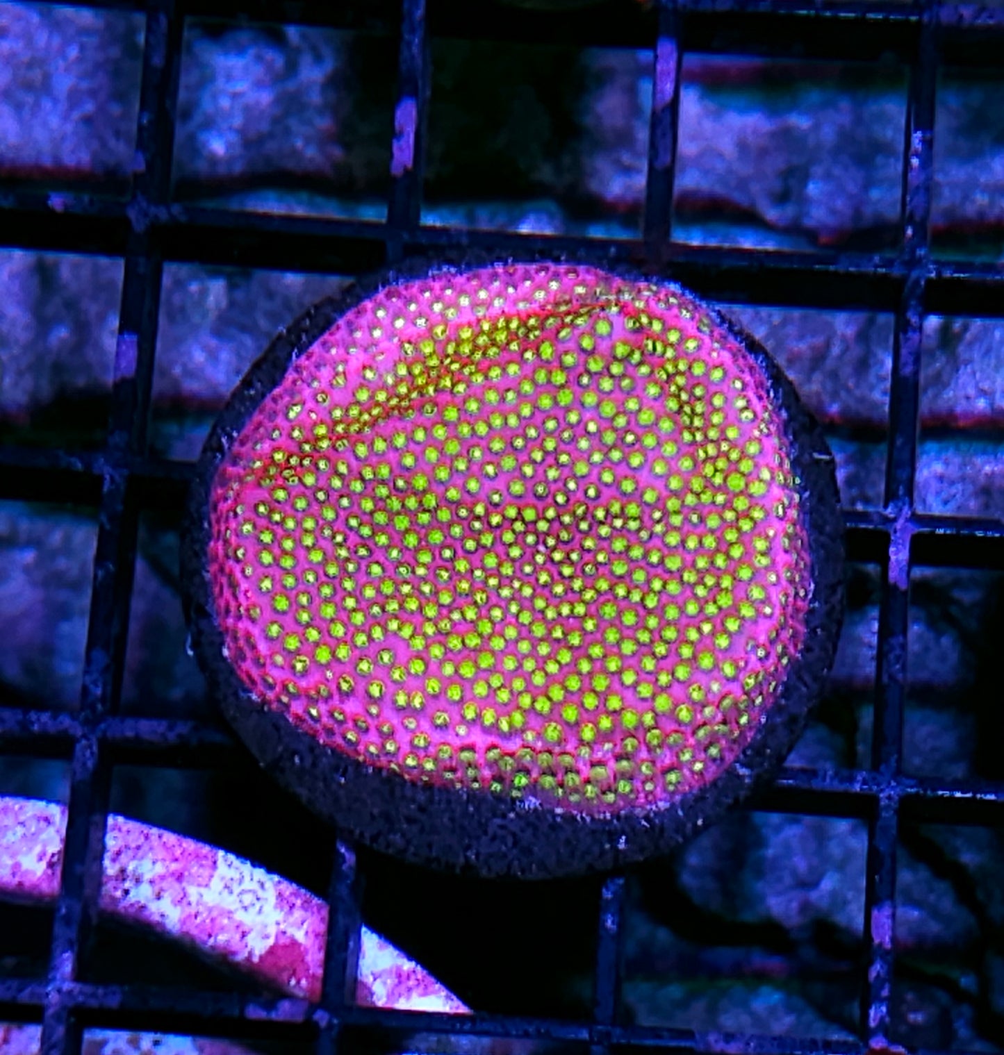Raspberry Lemonade Stylocoeneila