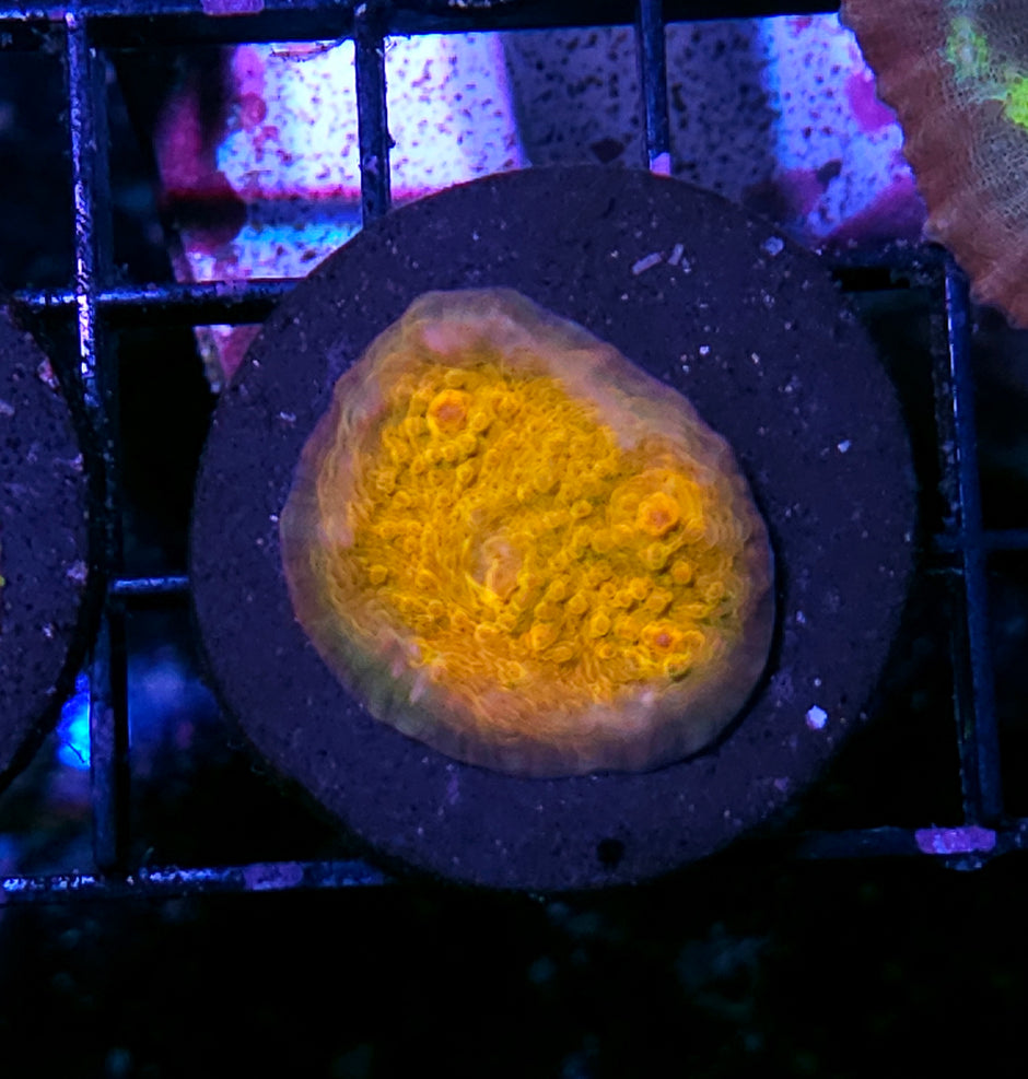Golden Nugget Chalice