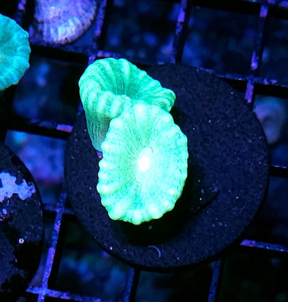 Toxic Green Candy Cane