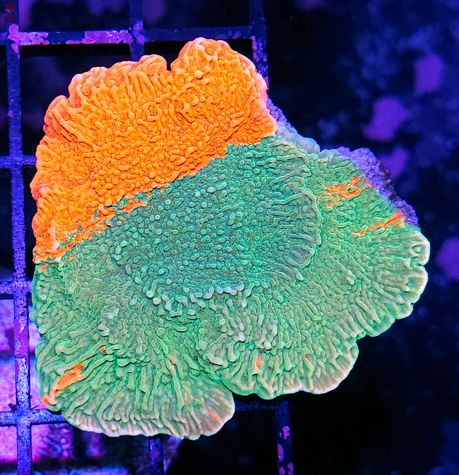 DR Grafted Montipora Colony