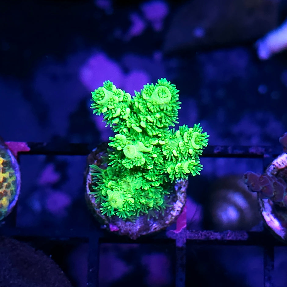 DR Toxic Florida Acropora
