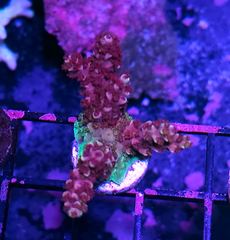 DR Princess Peach Acropora