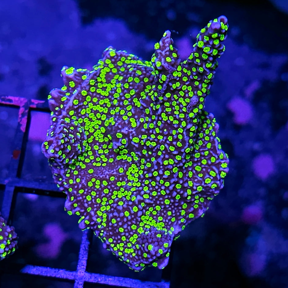 DR Lightning Bugs Montipora Colony