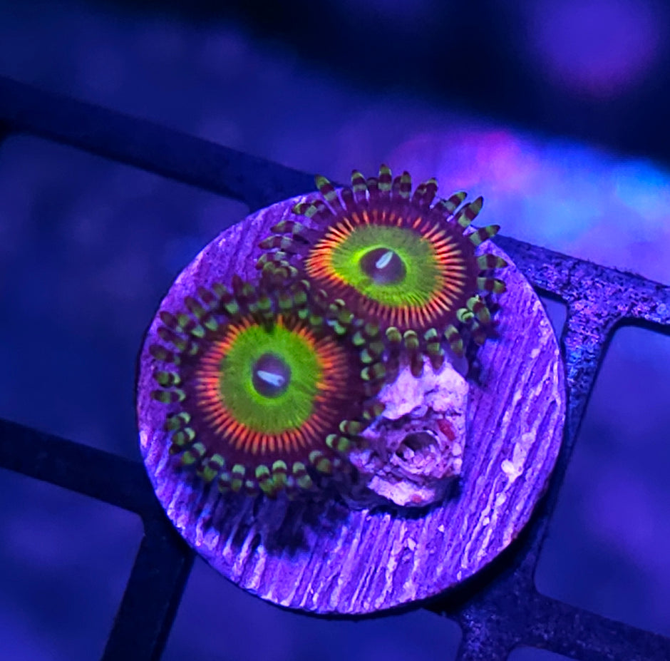 Riddicks Rainbow Zoas