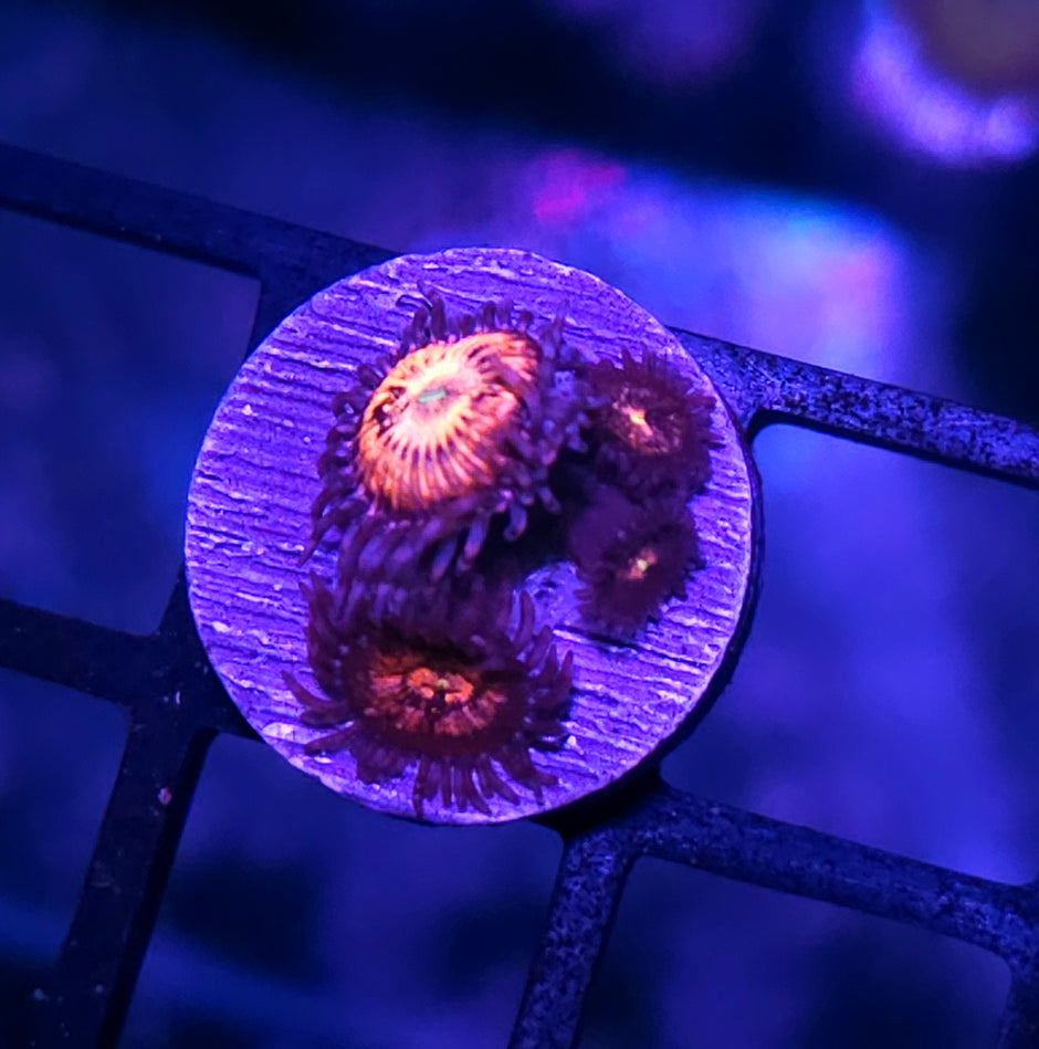 Mermaid Eye Zoas