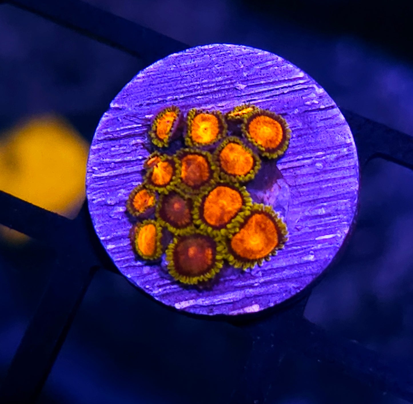 HF Attack of the Killer Tomatoes Zoas 🍅