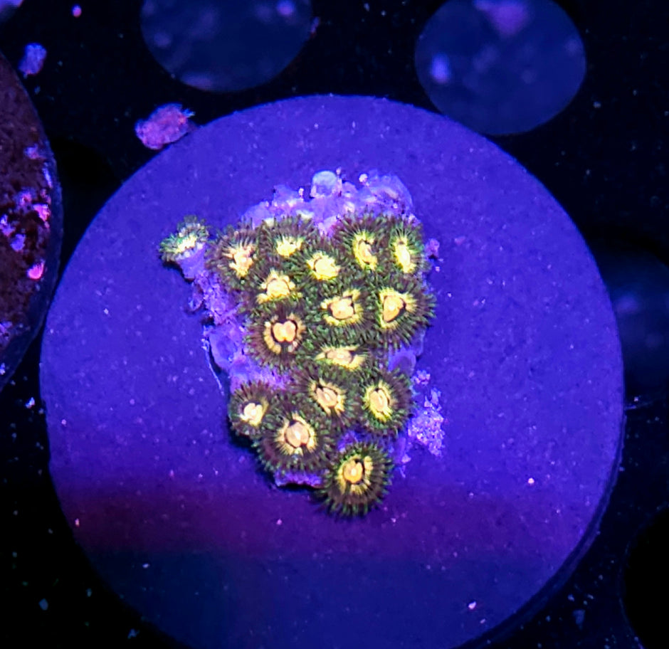 Azz Krak Zoas