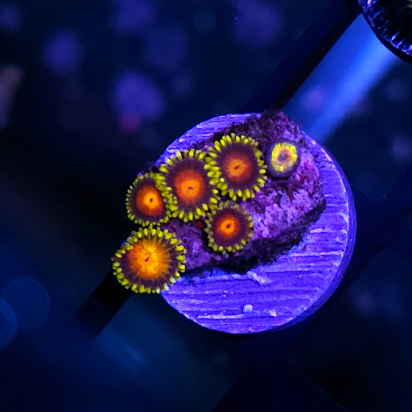 HF Nosferatu Zoas
