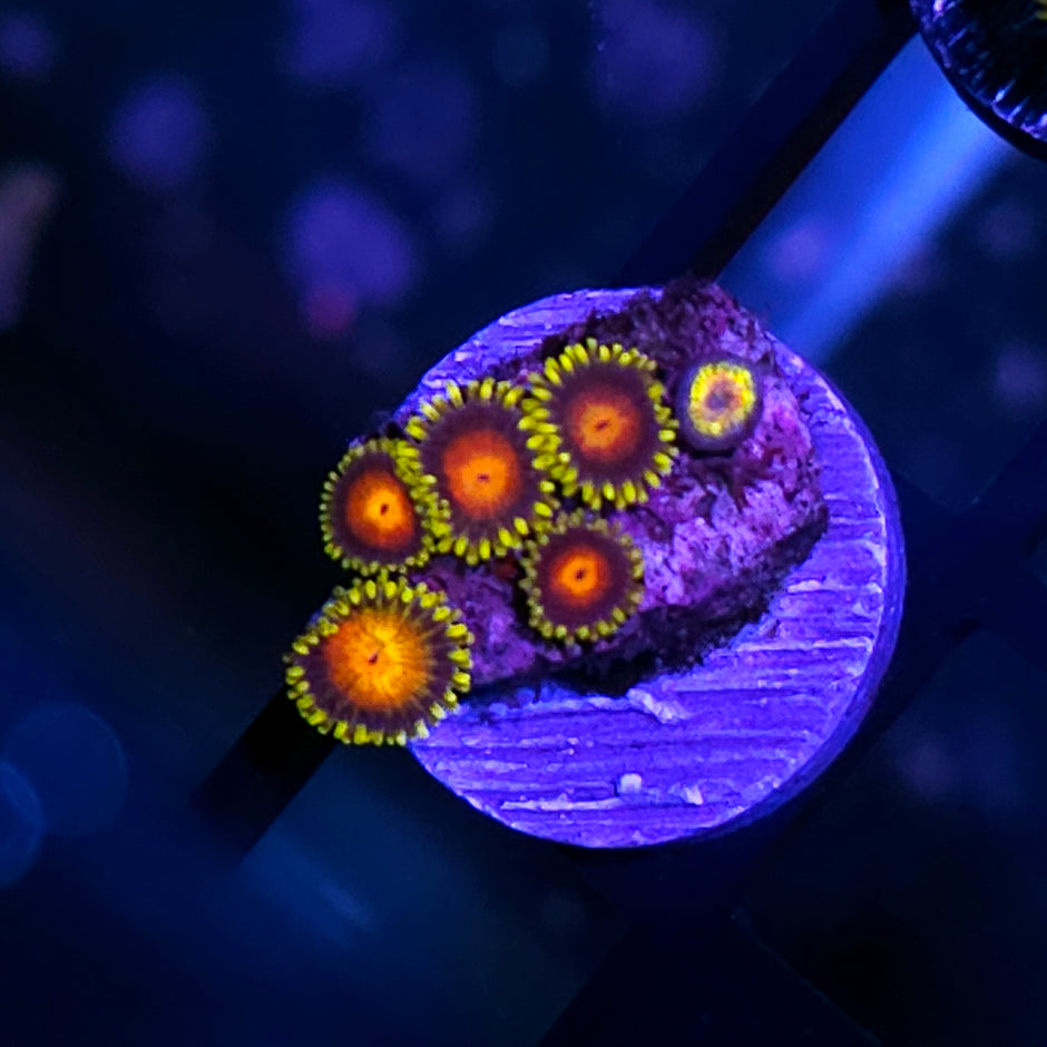 HF Nosferatu Zoas