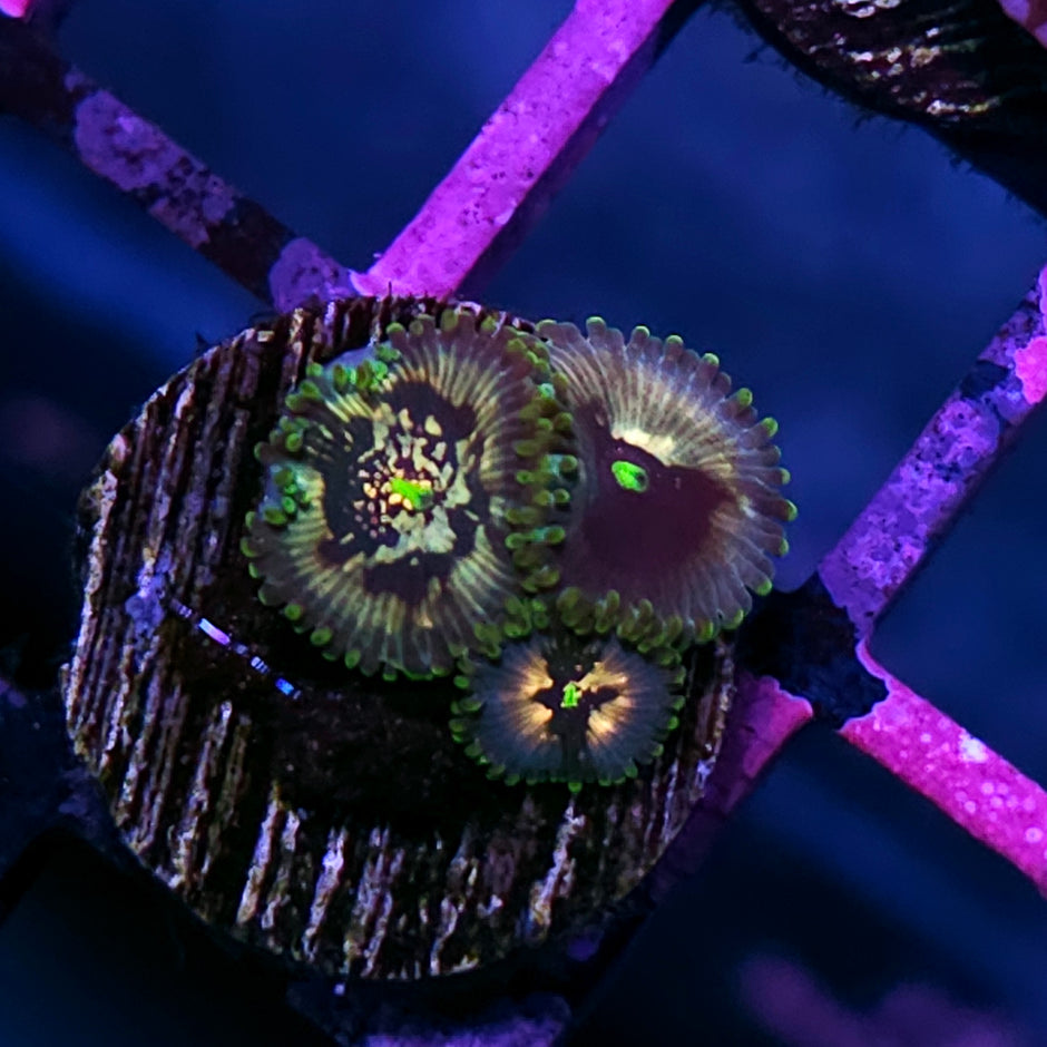 Hypnosis Zoas