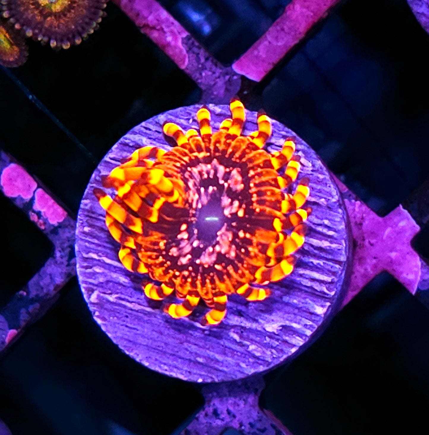 DR Utter Chaos Zoas