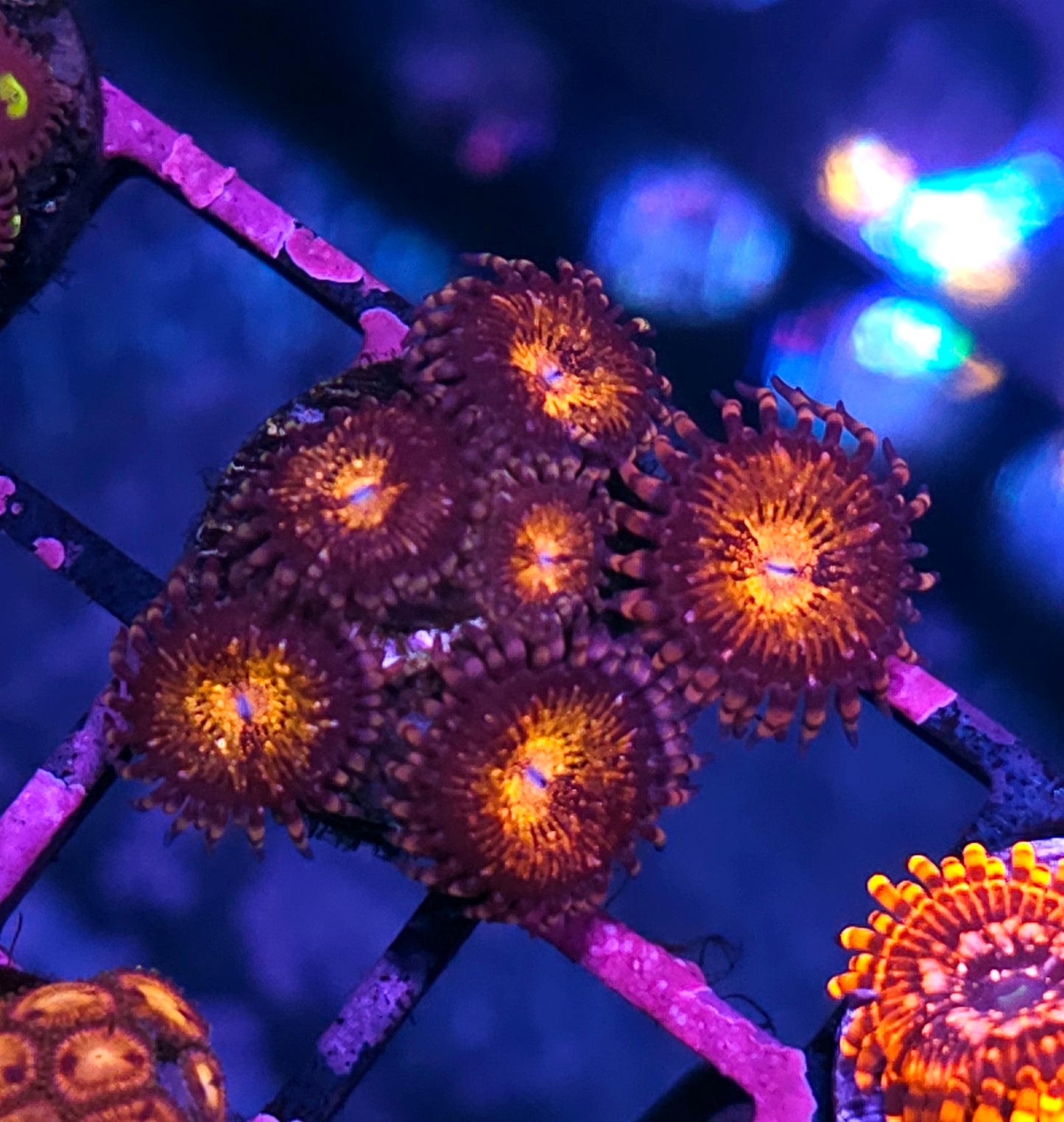 Pandora Zoas