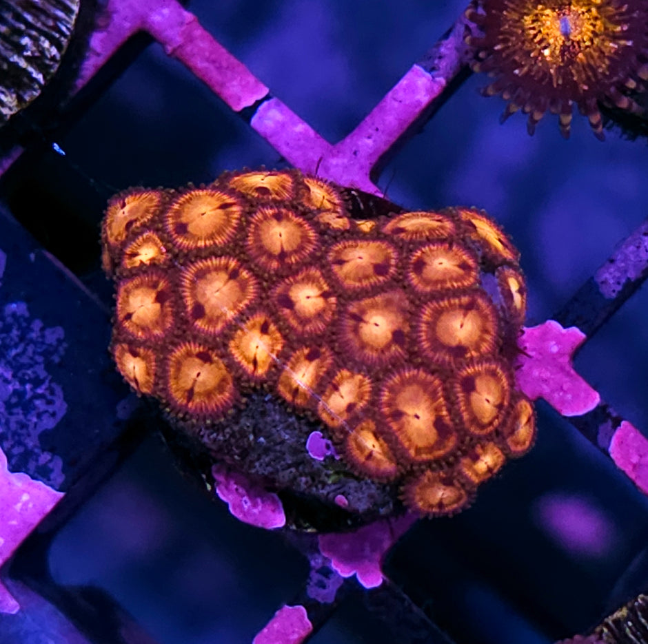 Wire Tap Zoas