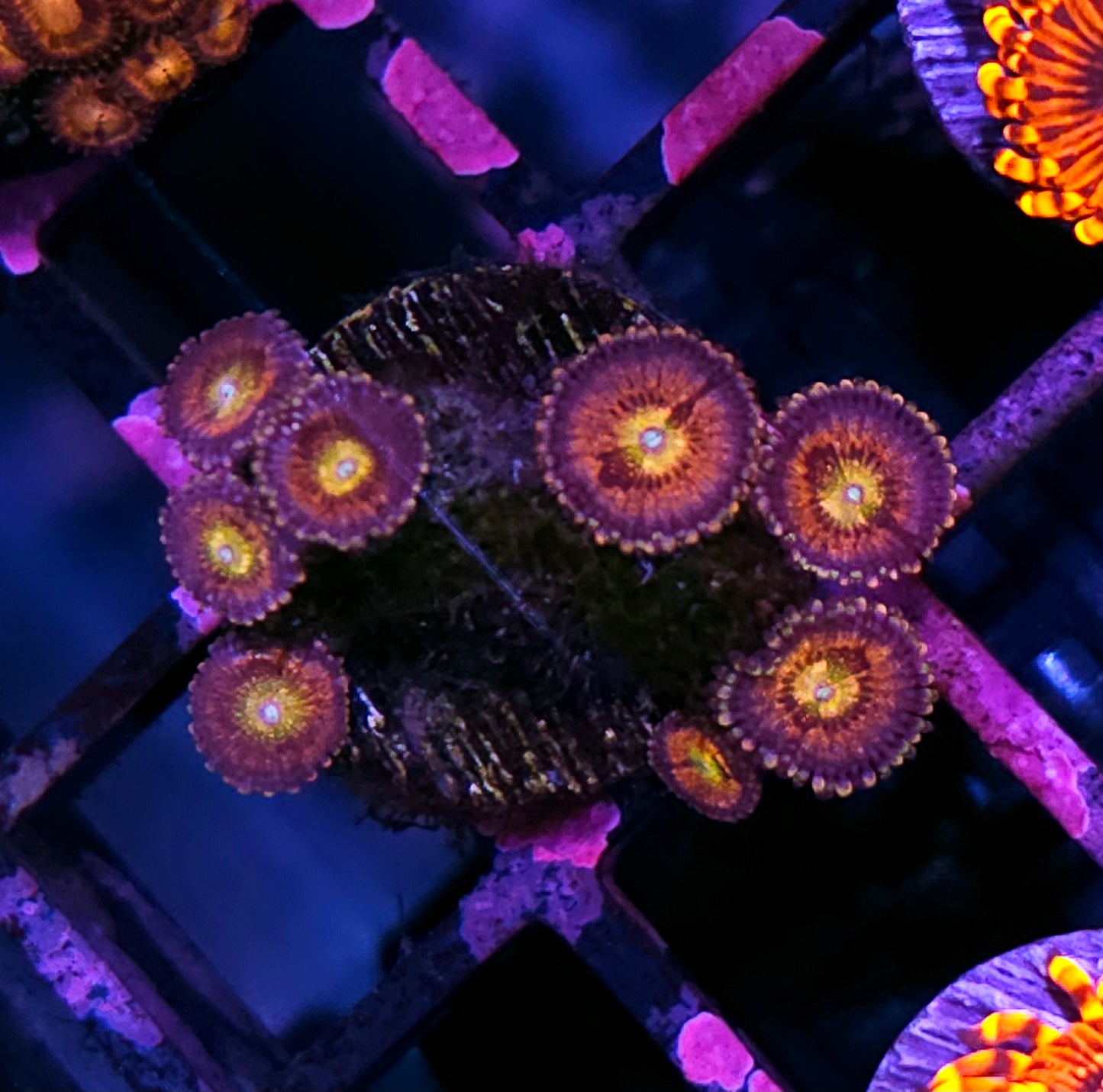 Sakura Rainbow Zoas