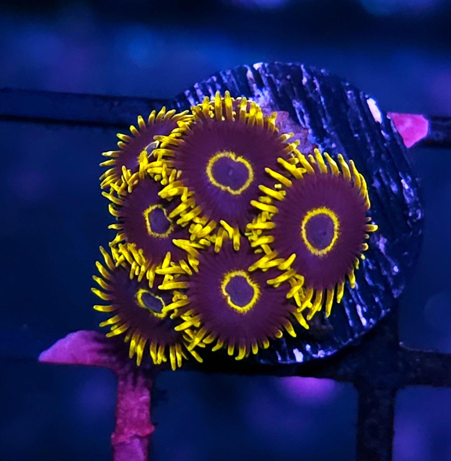 Purple Hornet Zoas