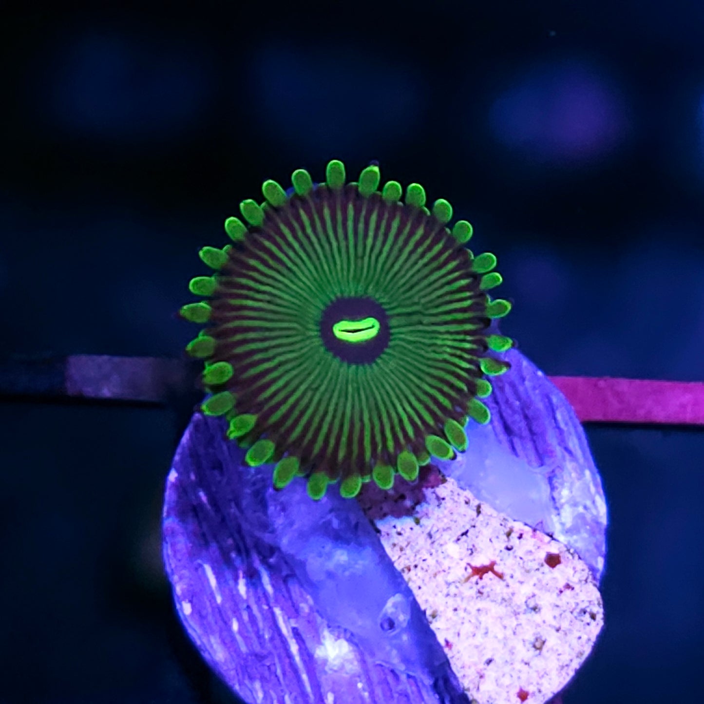 HF Grouchy Green PE Zoas