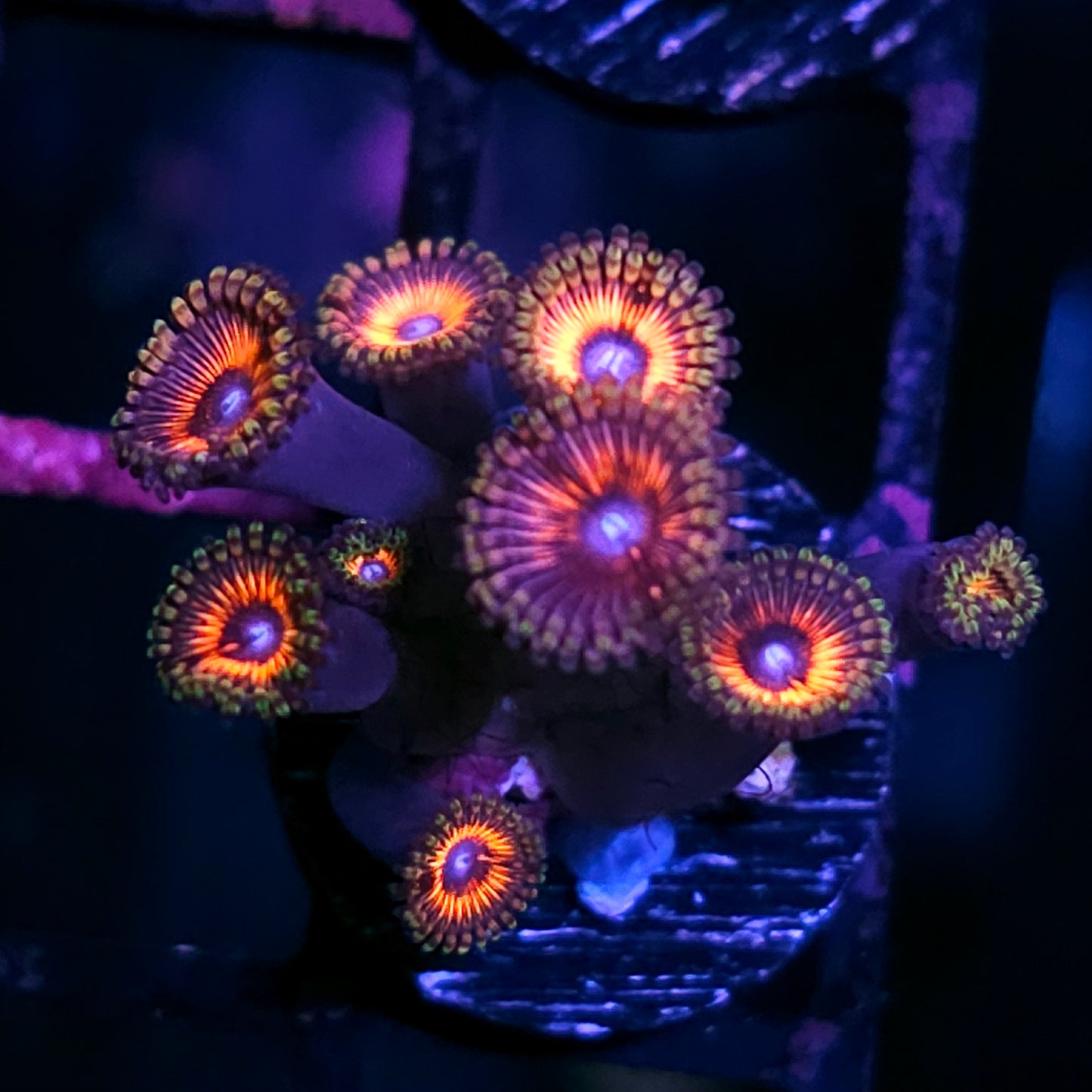 Psycho Pink Zoas