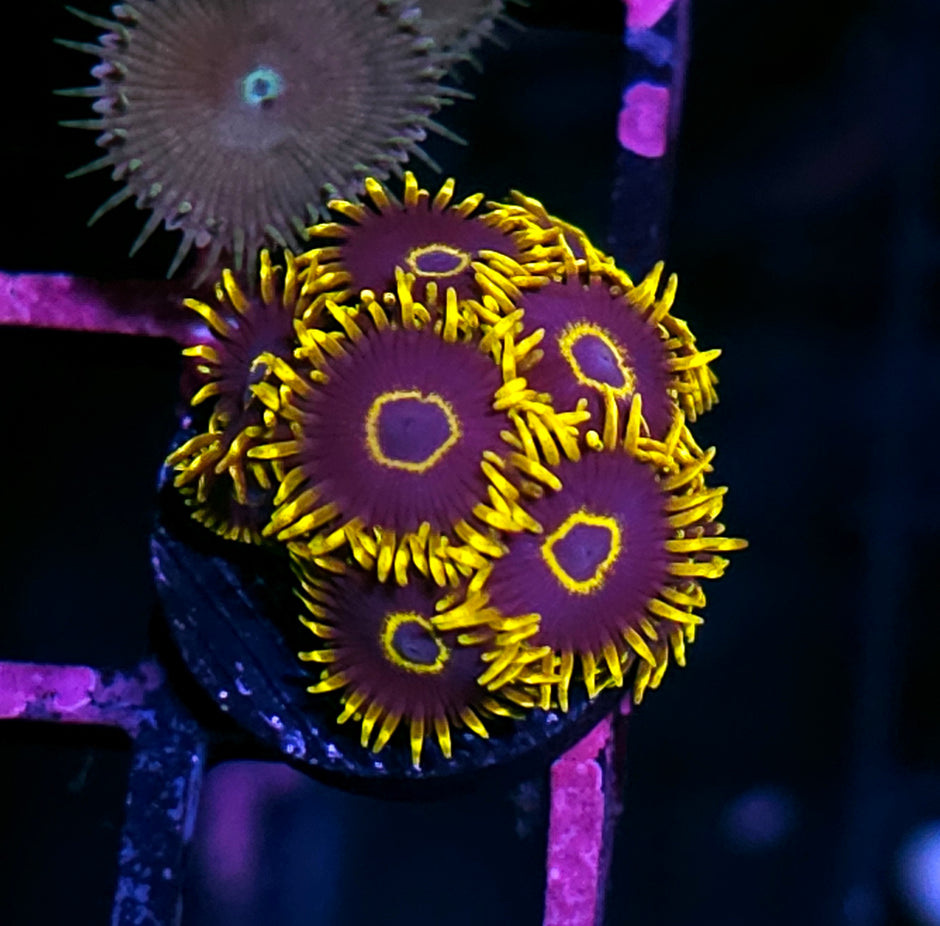 Purple Hornet Zoas