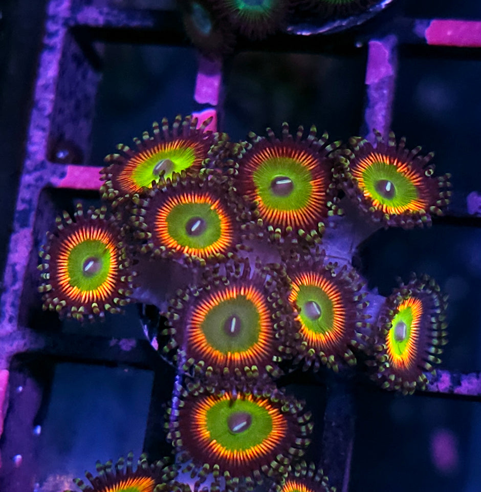 Riddicks Rainbow Zoas