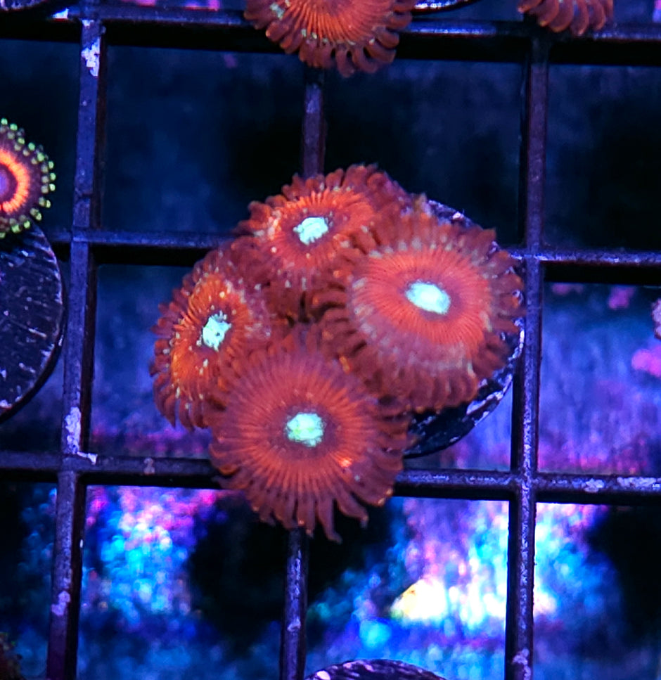 Magician Zoas