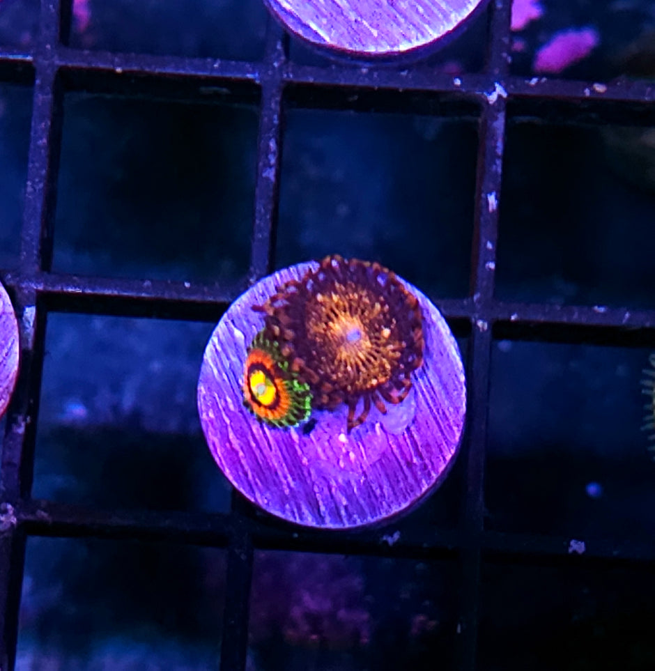Rainbow Incinerator & JF Frankies Acid Trip Zoas