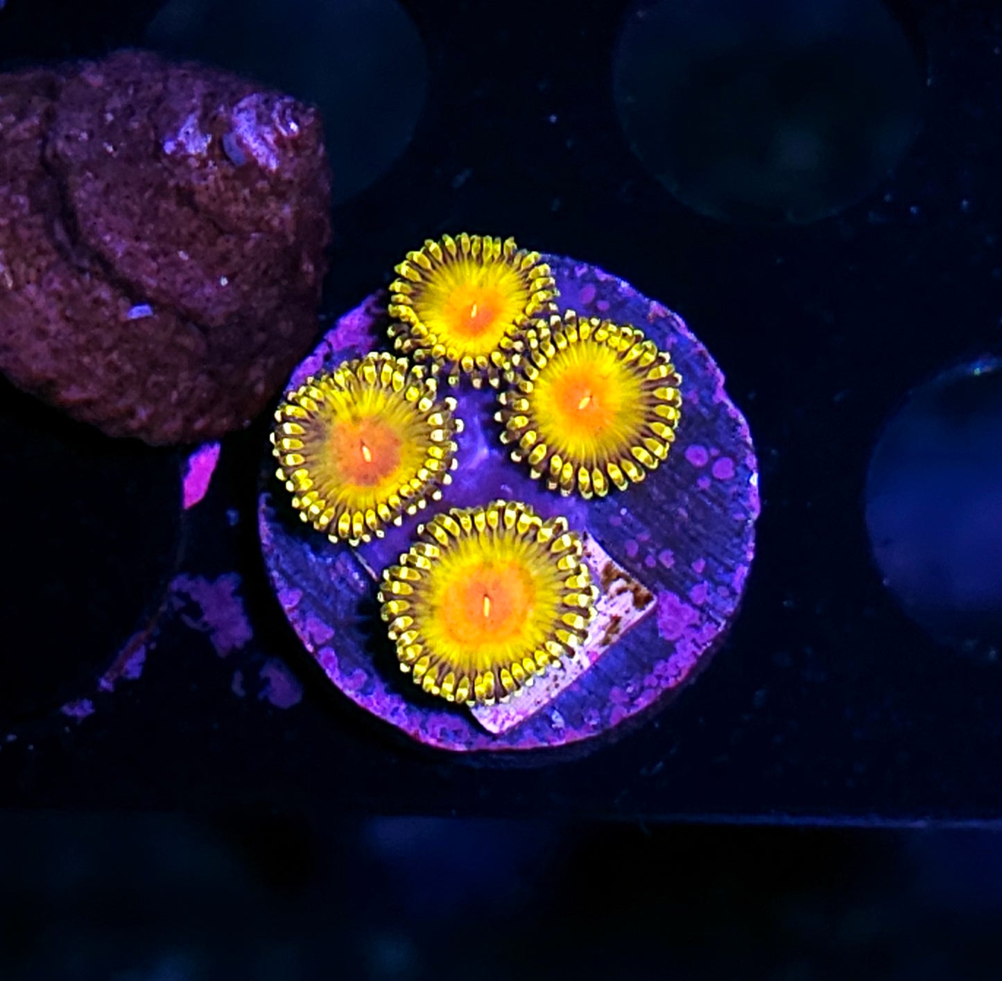 HF Molotov Cocktail Zoas