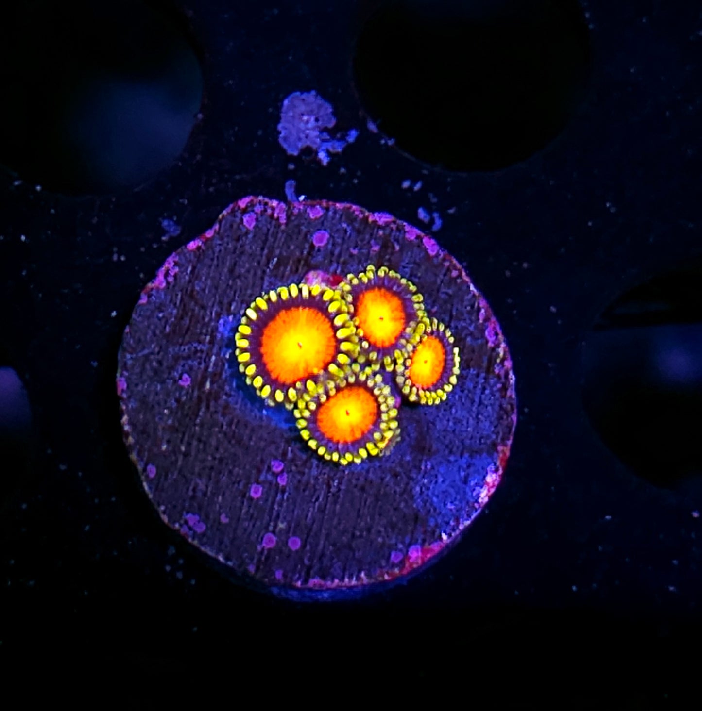HF Van Helsing Zoas