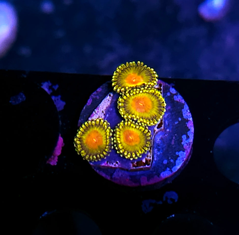 HF Molotov Cocktail Zoas