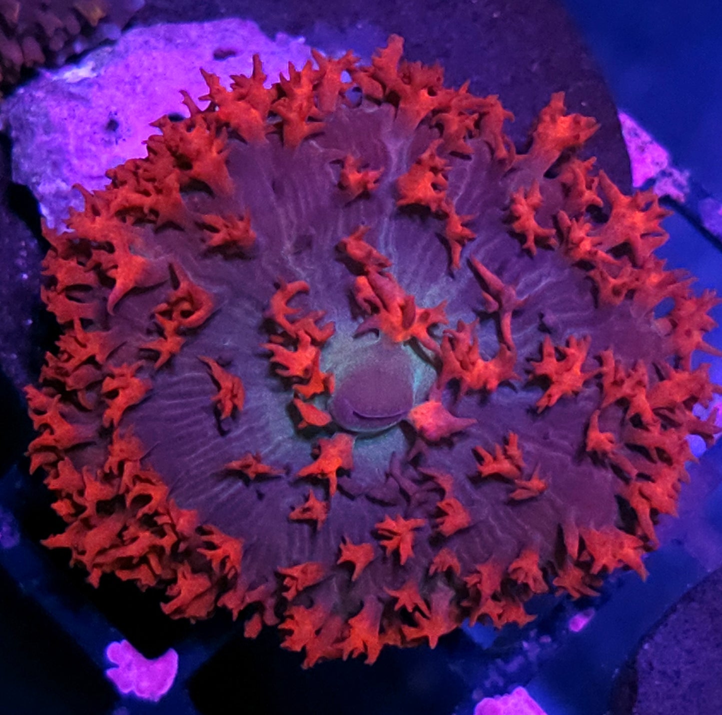 Vampires Bite St Thomas Mushroom