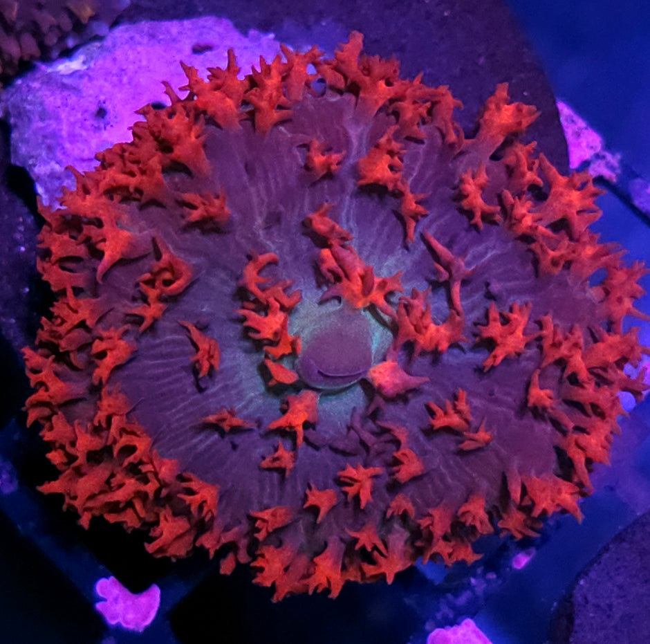 Vampires Bite St Thomas Mushroom