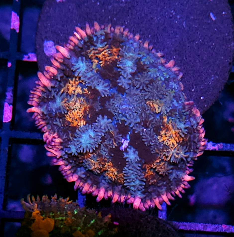 Holy Shit Frankenstein Bounce Mushroom